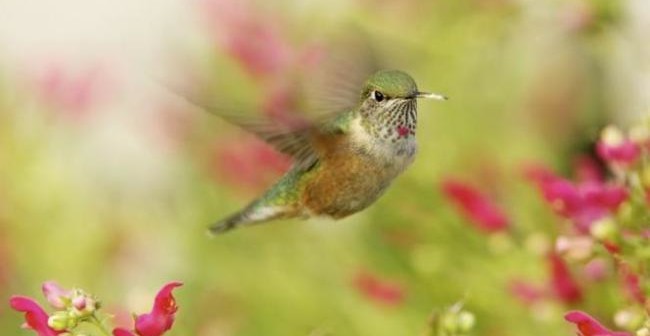 Il piccolo colibrì